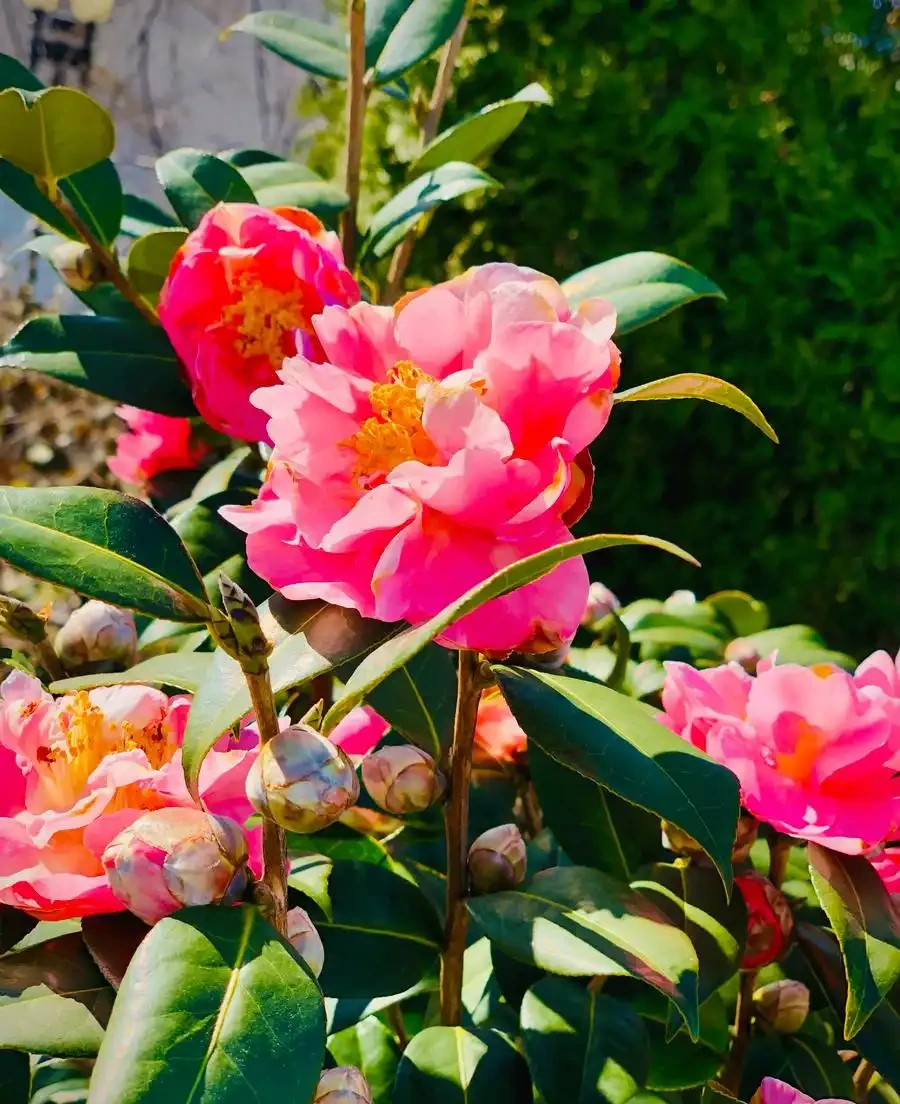 茶花澆水秘籍：解鎖繁花滿枝的黃金法則