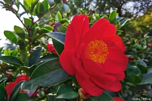 茶花澆水秘籍：解鎖繁花滿枝的黃金法則