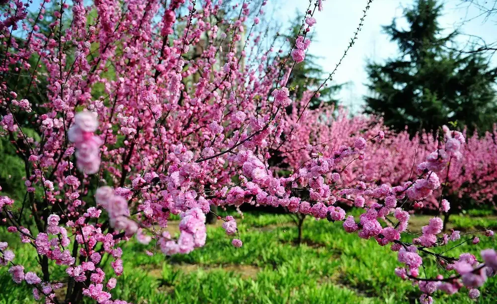 孩子找不到物件,父母乾著急?家裡這個位置放一盆花,姻緣自然來