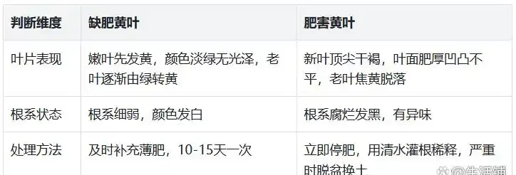 黃金葛怎麼才能不黃葉?牢記3個「要點」,枝葉常年翠綠!