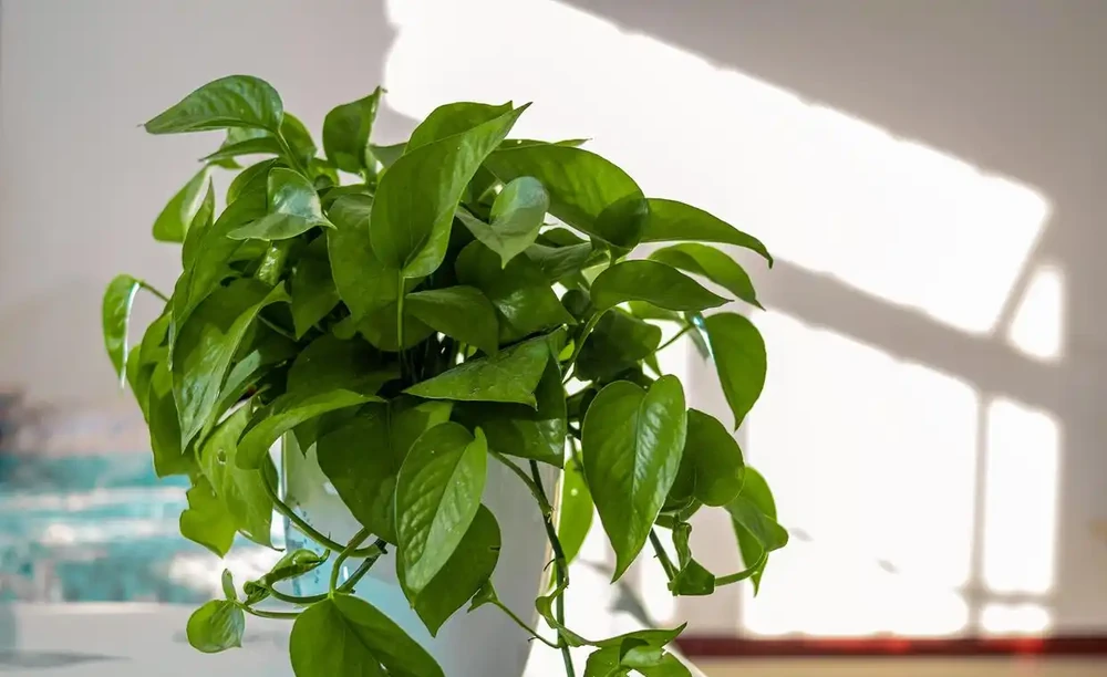 黃金葛怎麼才能不黃葉?牢記3個「要點」,枝葉常年翠綠!