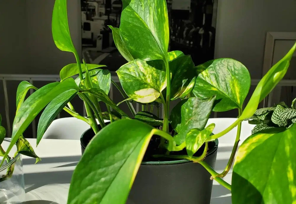 黃金葛怎麼才能不黃葉?牢記3個「要點」,枝葉常年翠綠!