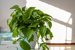 黃金葛怎麼才能不黃葉？牢記3個「要點」，枝葉常年翠綠！