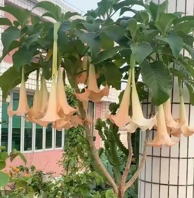 家裡別養這3種「漏財花」！耗財氣敗心情，趕緊換掉，家旺人順