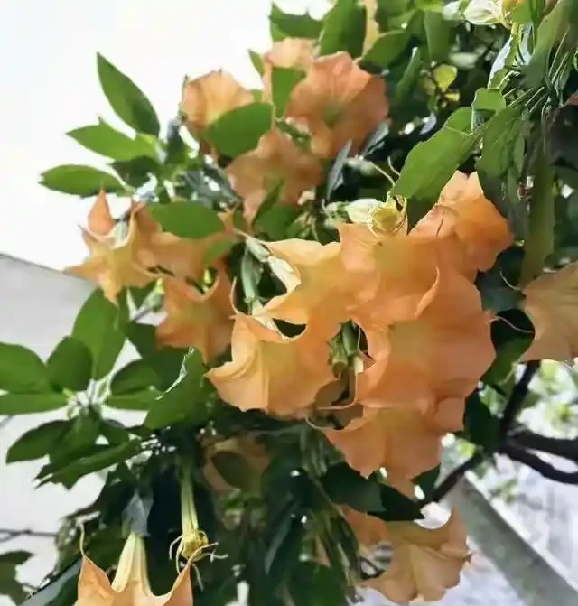 家裡別養這3種「漏財花」!耗財氣敗心情,趕緊換掉,家旺人順