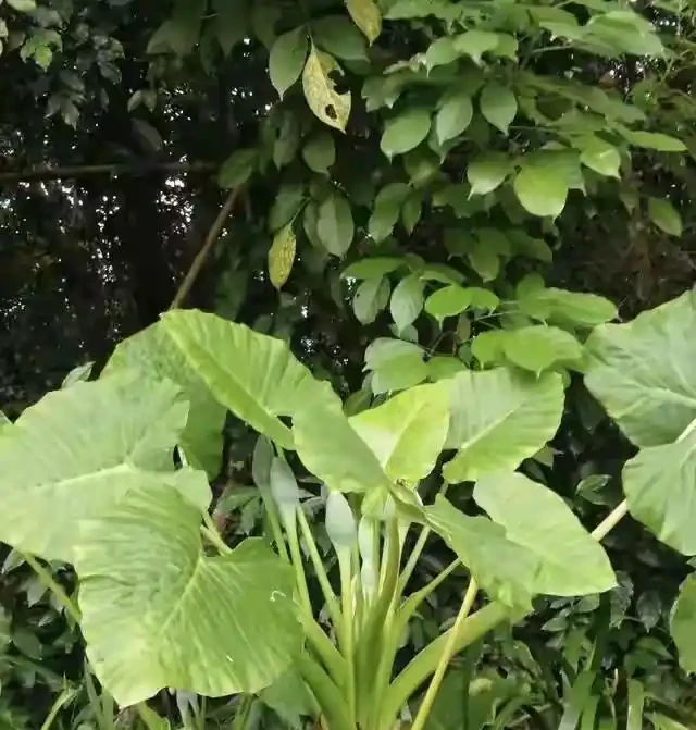 家裡別養這3種「漏財花」!耗財氣敗心情,趕緊換掉,家旺人順