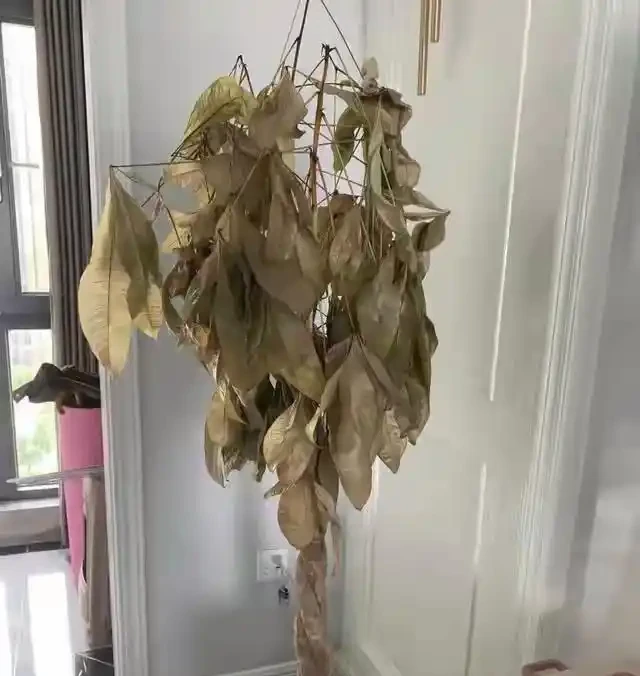 家裡別養這3種「漏財花」!耗財氣敗心情,趕緊換掉,家旺人順