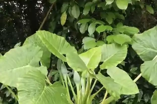 家裡別養這3種「漏財花」！耗財氣敗心情，趕緊換掉，家旺人順