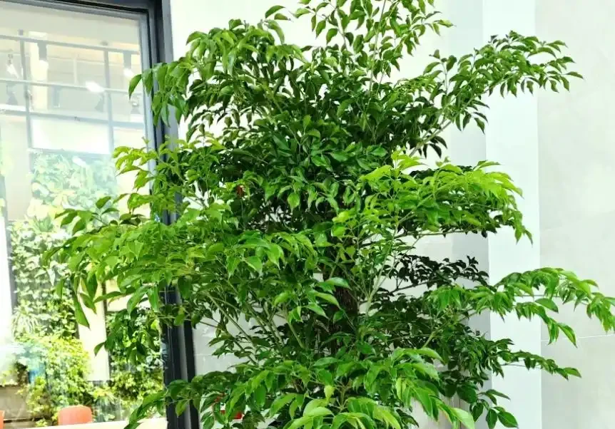 幸福樹腐根?避開「4坑」,葉片翠綠有光澤!