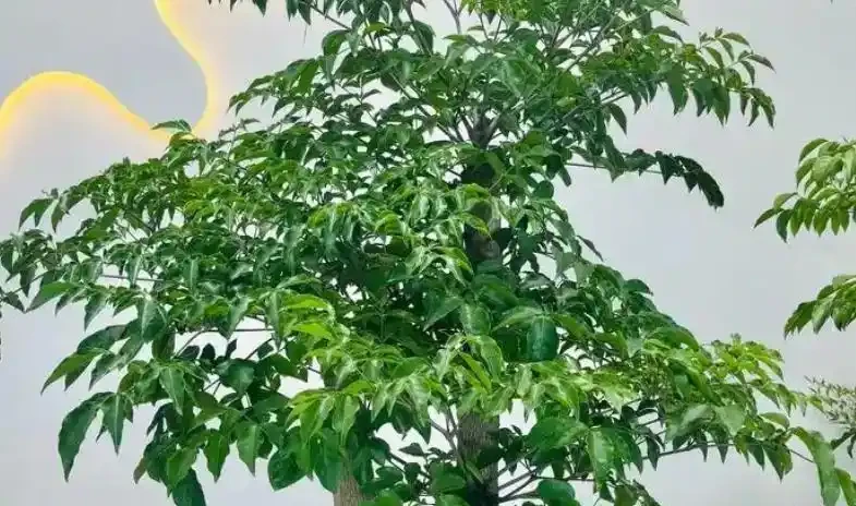 幸福樹腐根?避開「4坑」,葉片翠綠有光澤!