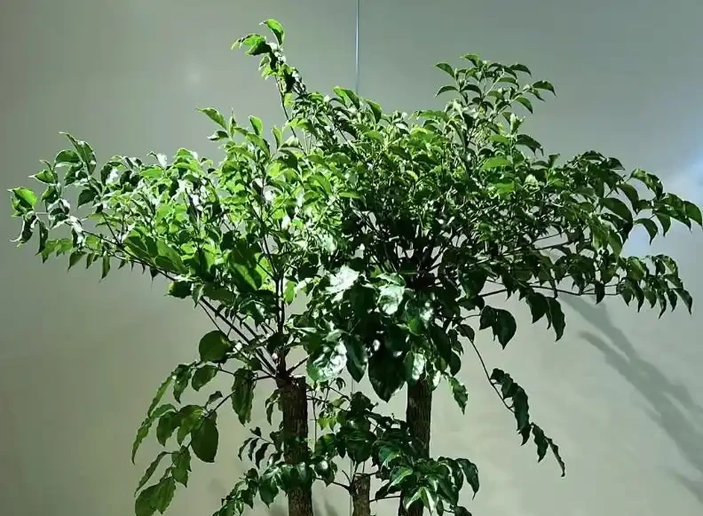 幸福樹腐根?避開「4坑」,葉片翠綠有光澤!