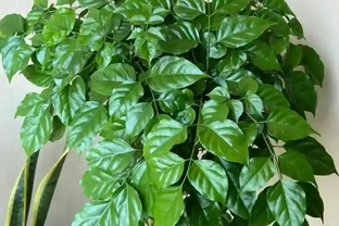 幸福樹腐根？避開「4坑」，葉片翠綠有光澤！