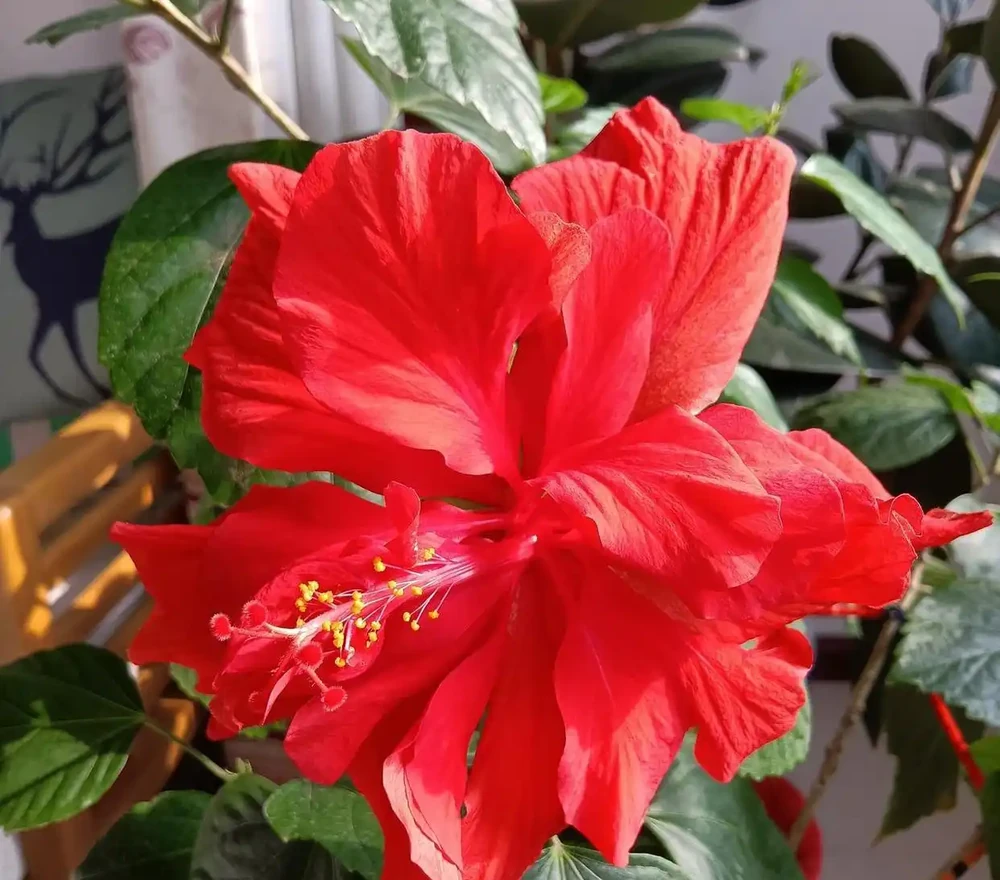 茶花黃葉自救指南:揪出元兇,讓綠葉重煥生機