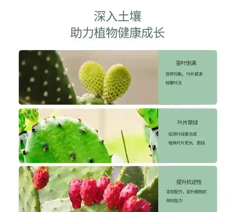 仙人掌老是養不活?這些專用肥堪稱救星!與普通花肥相比優勢驚人,究竟強在哪能讓仙人掌起死回生