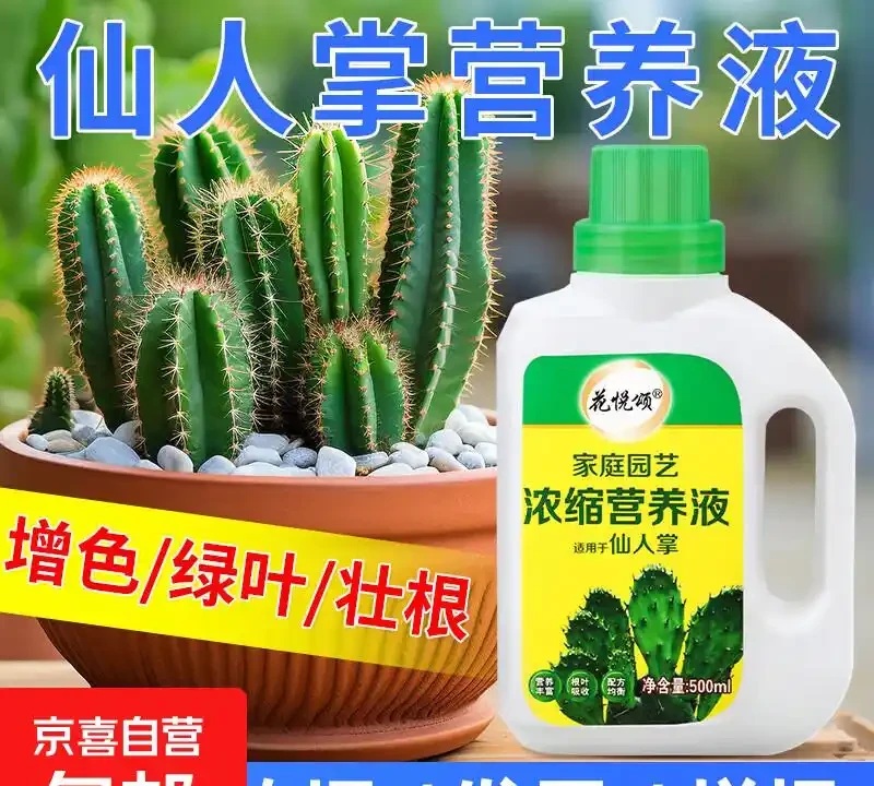仙人掌老是養不活?這些專用肥堪稱救星!與普通花肥相比優勢驚人,究竟強在哪能讓仙人掌起死回生