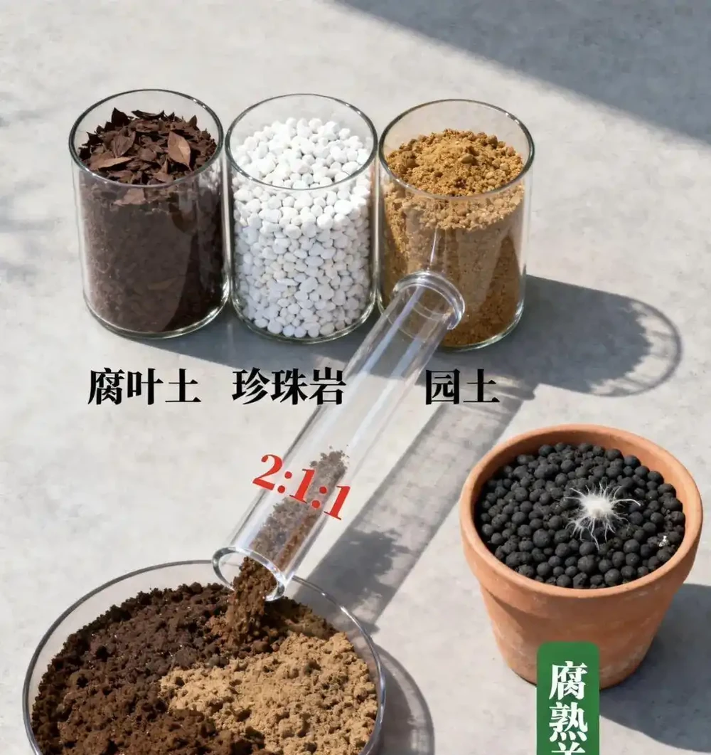鴨腳木黃葉腐根?救活它全靠這四招!園藝老手親測有效