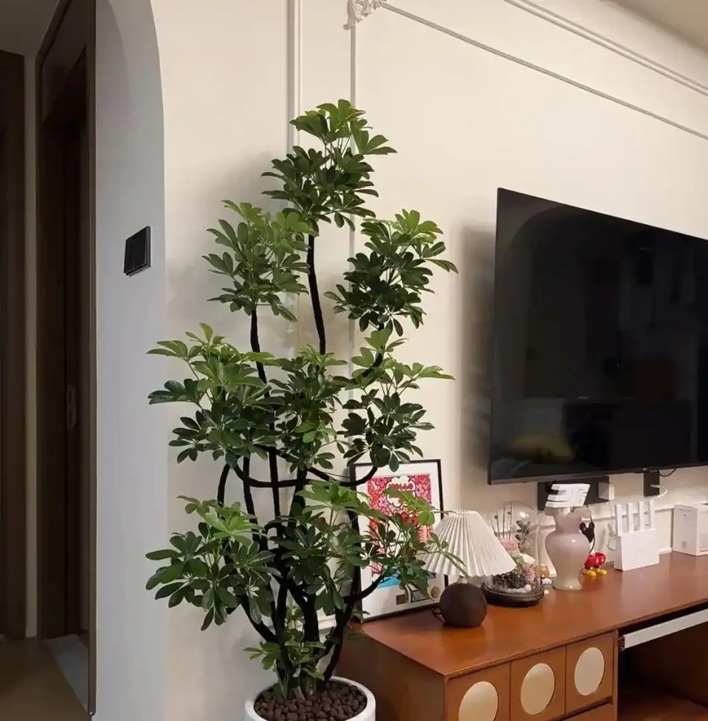 鴨腳木黃葉腐根?救活它全靠這四招!園藝老手親測有效