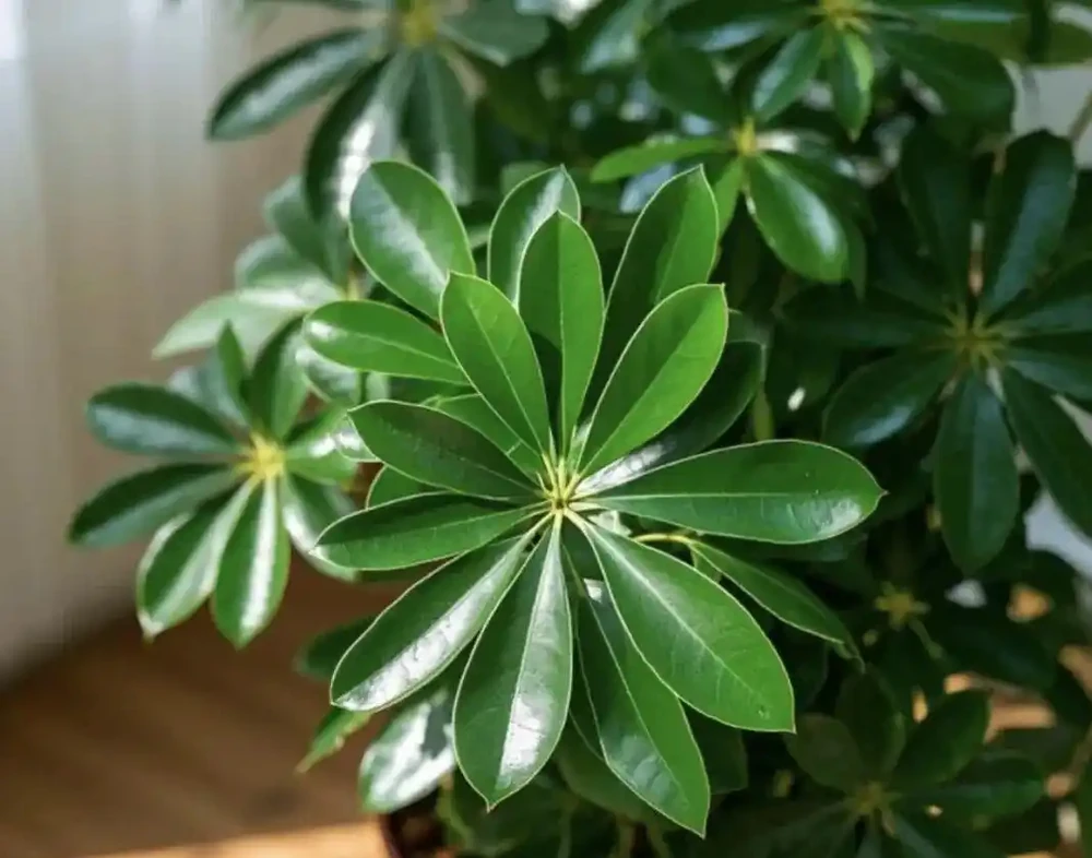 鴨腳木黃葉腐根?救活它全靠這四招!園藝老手親測有效