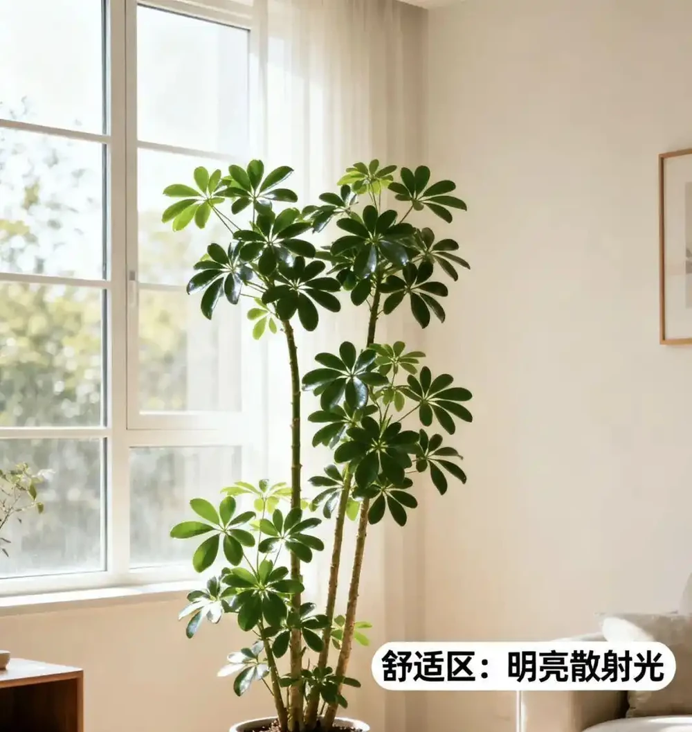鴨腳木黃葉腐根?救活它全靠這四招!園藝老手親測有效