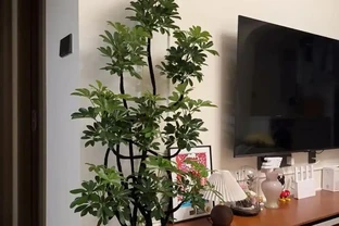 鴨腳木黃葉腐根？救活它全靠這四招！園藝老手親測有效