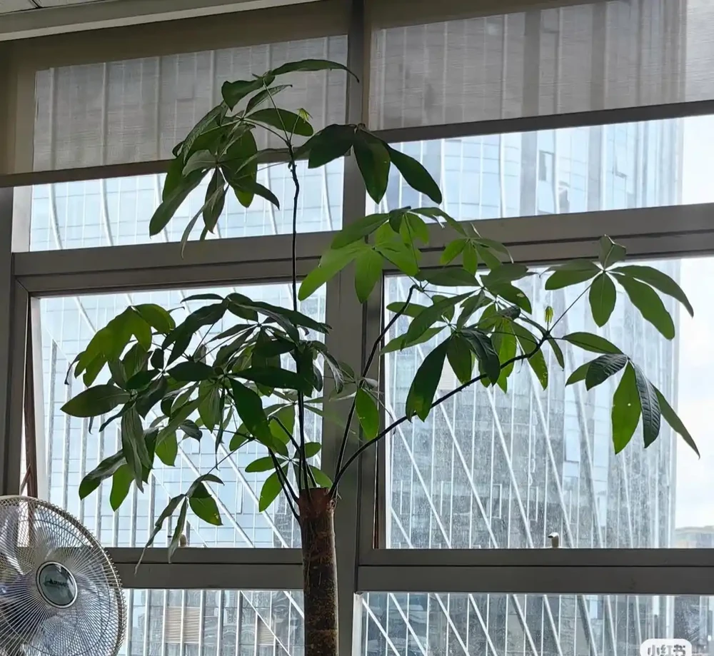 女子養5年的發財樹,「澆水僅用3點」,長得又肥又美:好用想學!
