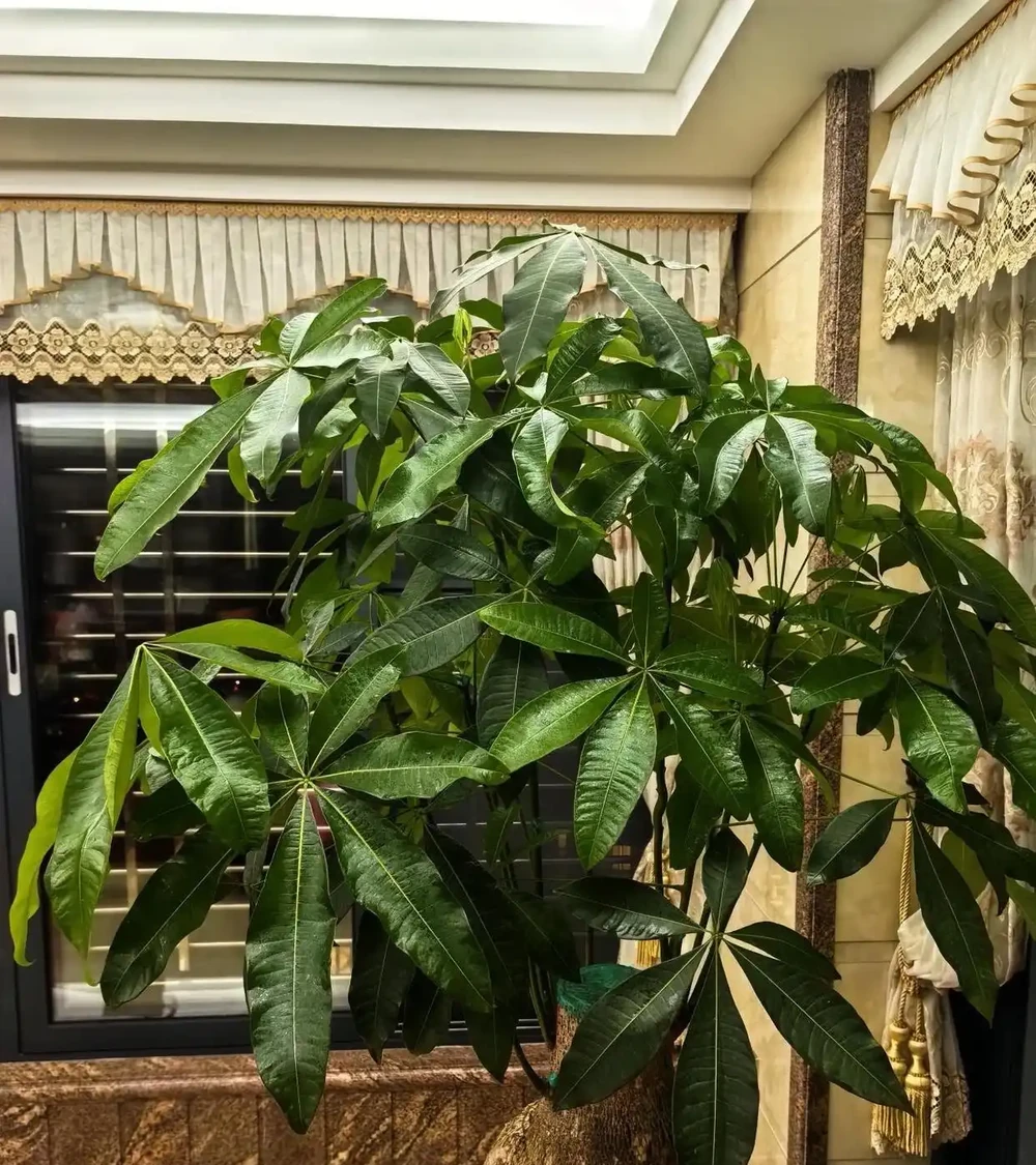 女子養5年的發財樹,「澆水僅用3點」,長得又肥又美:好用想學!
