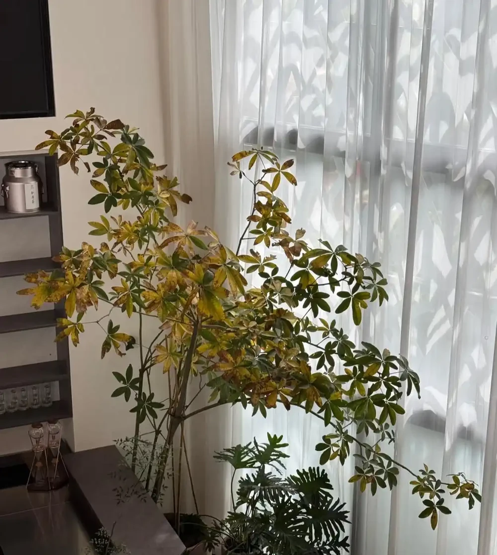 女子養5年的發財樹,「澆水僅用3點」,長得又肥又美:好用想學!