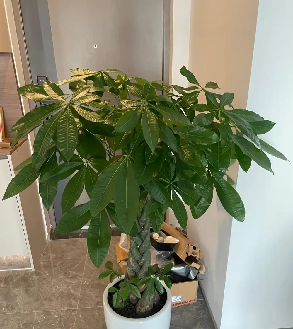 女子養5年的發財樹,「澆水僅用3點」,長得又肥又美:好用想學!
