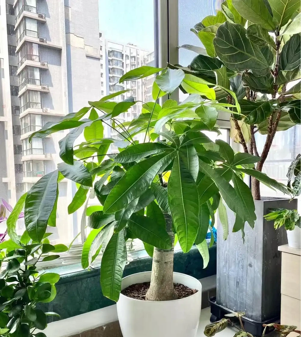 女子養5年的發財樹,「澆水僅用3點」,長得又肥又美:好用想學!