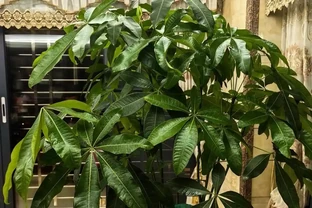 女子養5年的發財樹，「澆水僅用3點」，長得又肥又美：好用想學！
