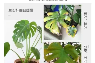 想讓龜背芋重煥生機？別再用老套方法了！這些綠植營養液是全新選擇，能讓你的龜背芋瞬間活力滿滿