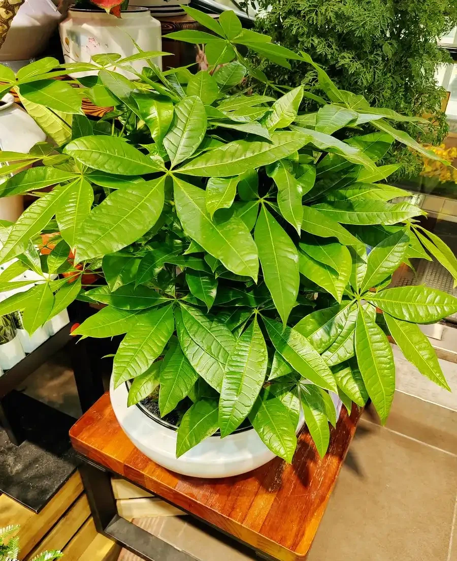 發財樹多久澆水最合適?從需水本性到場景參考,全指南