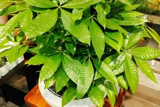 發財樹多久澆水最合適？從需水本性到場景參考，全指南