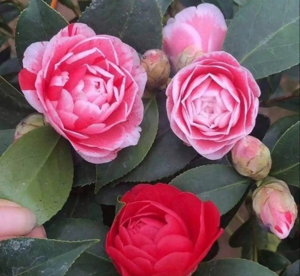 茶花不怕冷，冬天要這樣澆水、施肥，讓它過年時開滿盆