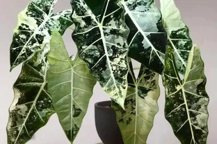綠天鵝絨海芋葉子耷拉黃葉怎麼辦？垂頭、長歪、黃葉腐根，這樣救立馬活
