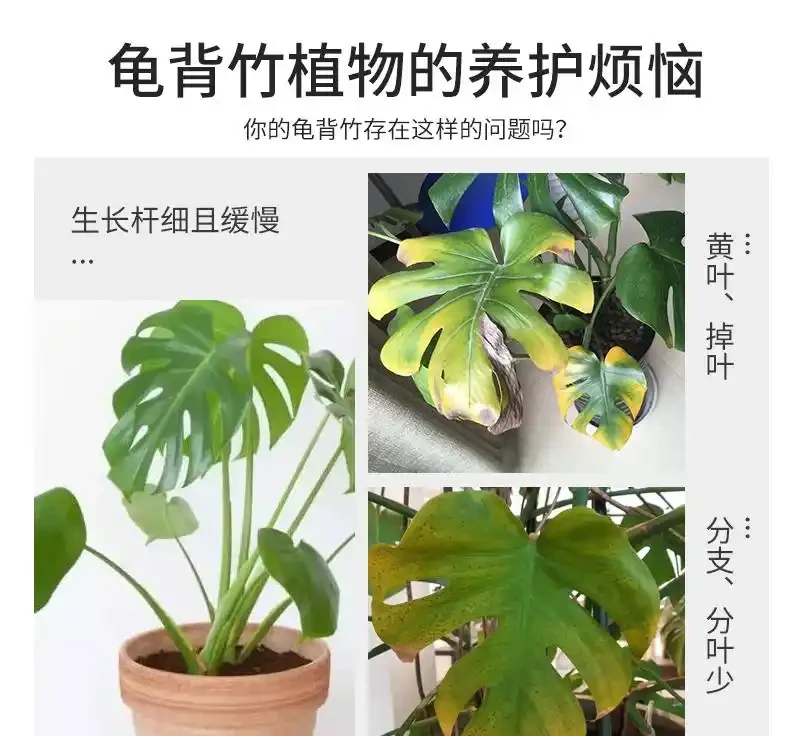 想讓龜背芋重煥生機?這五款營養液堪稱養護神器,掌握使用方法,讓你的綠植瞬間告別萎靡,活力滿滿