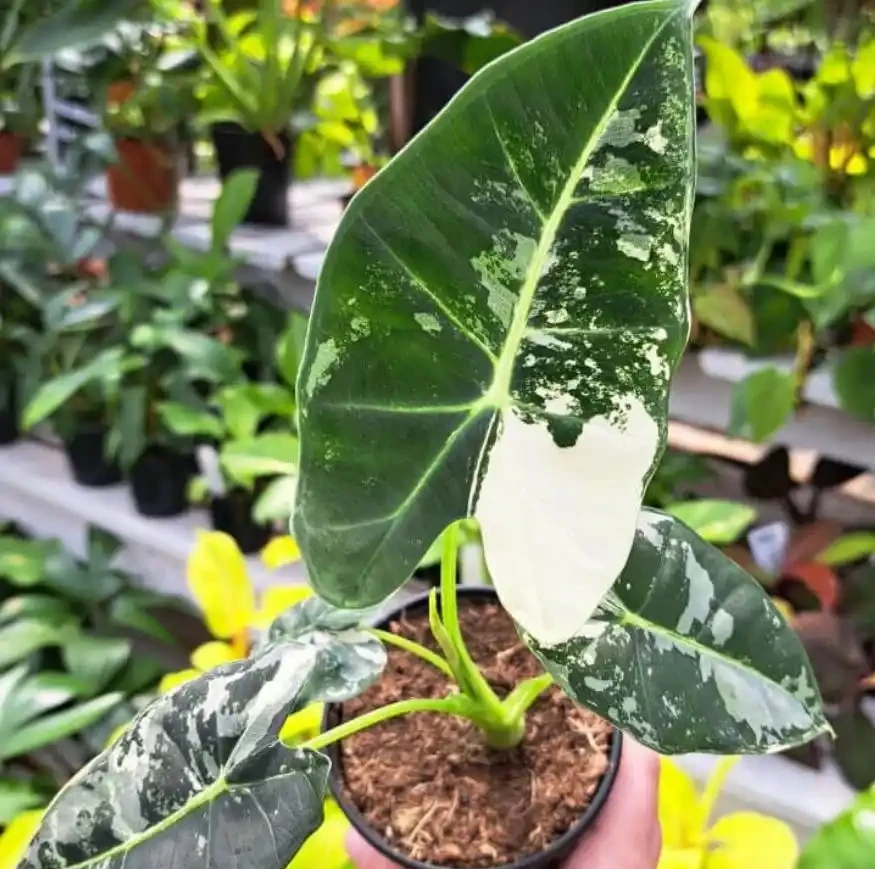 綠天鵝絨海芋怎麼養葉脈更好看？冬天枯死要扔嗎？它只是冬天在「裝死」