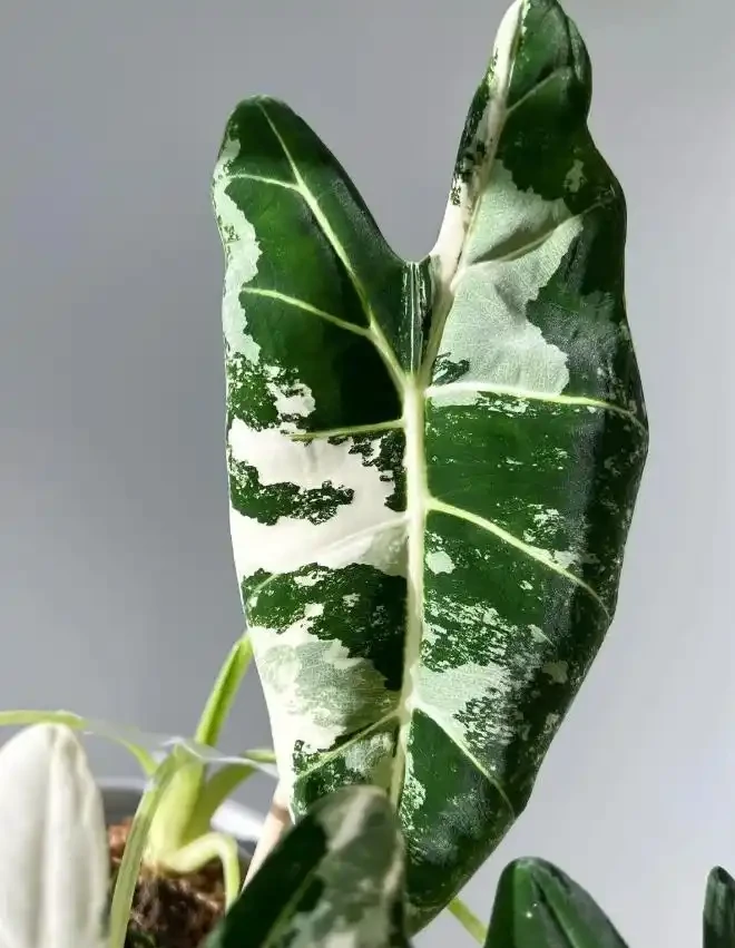 綠天鵝絨海芋怎麼養葉脈更好看？冬天枯死要扔嗎？它只是冬天在「裝死」