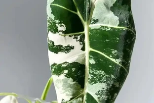 綠天鵝絨海芋怎麼養葉脈更好看？冬天枯死要扔嗎？它只是冬天在「裝死」