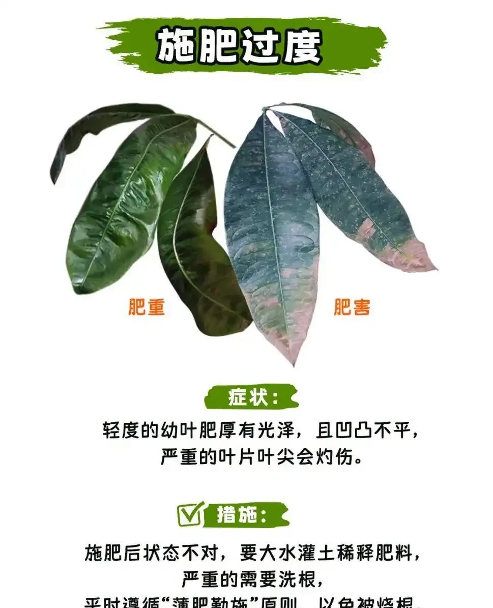 發財樹怎麼養?教大家怎麼養出滿盆發財樹!附:病蟲害檢查圖