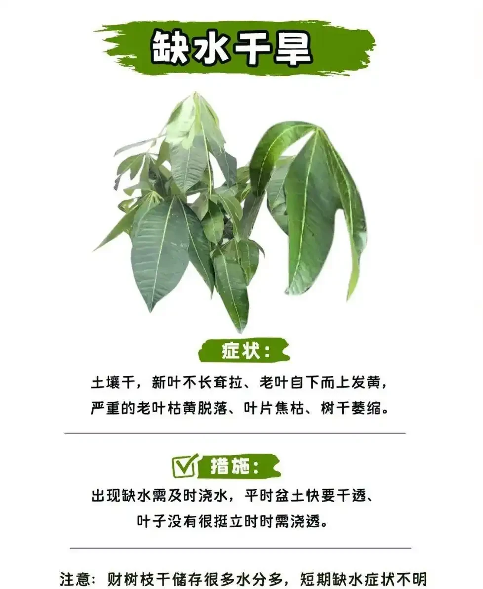 發財樹怎麼養?教大家怎麼養出滿盆發財樹!附:病蟲害檢查圖