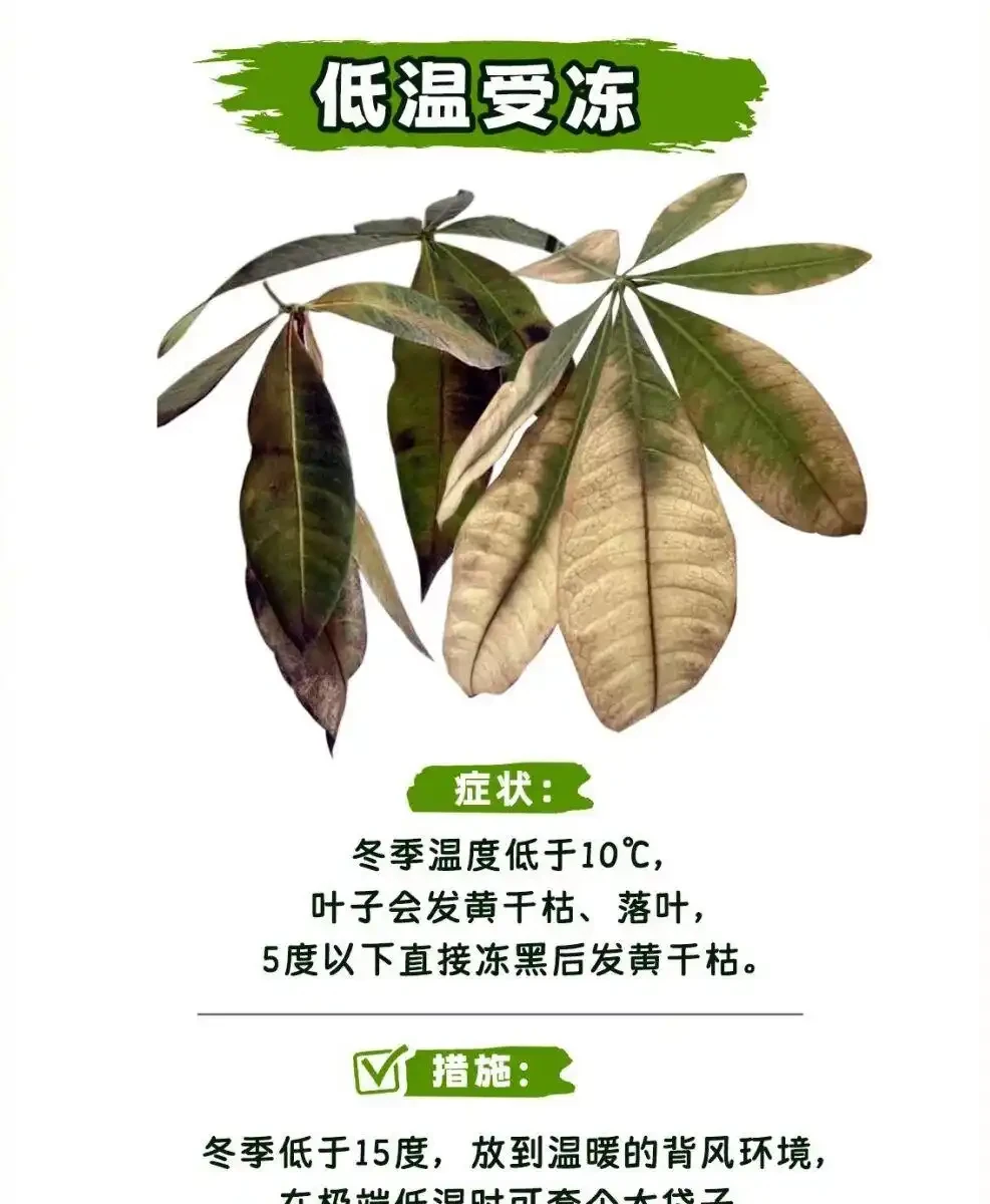發財樹怎麼養?教大家怎麼養出滿盆發財樹!附:病蟲害檢查圖