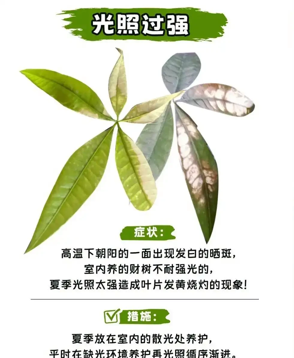 發財樹怎麼養?教大家怎麼養出滿盆發財樹!附:病蟲害檢查圖