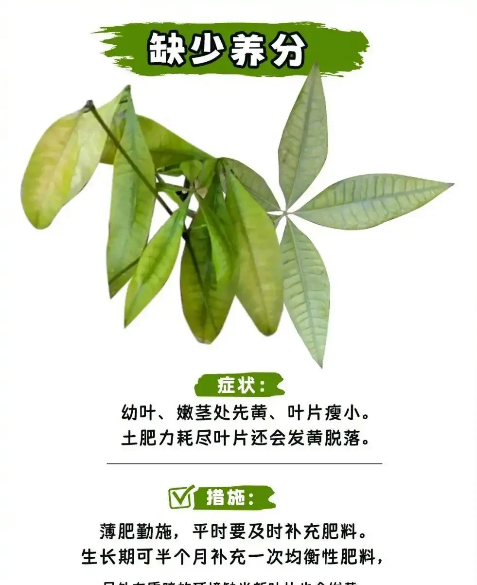 發財樹怎麼養?教大家怎麼養出滿盆發財樹!附:病蟲害檢查圖