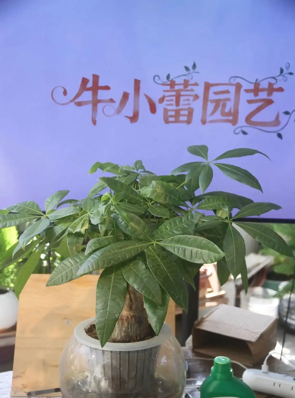發財樹怎麼養?教大家怎麼養出滿盆發財樹!附:病蟲害檢查圖