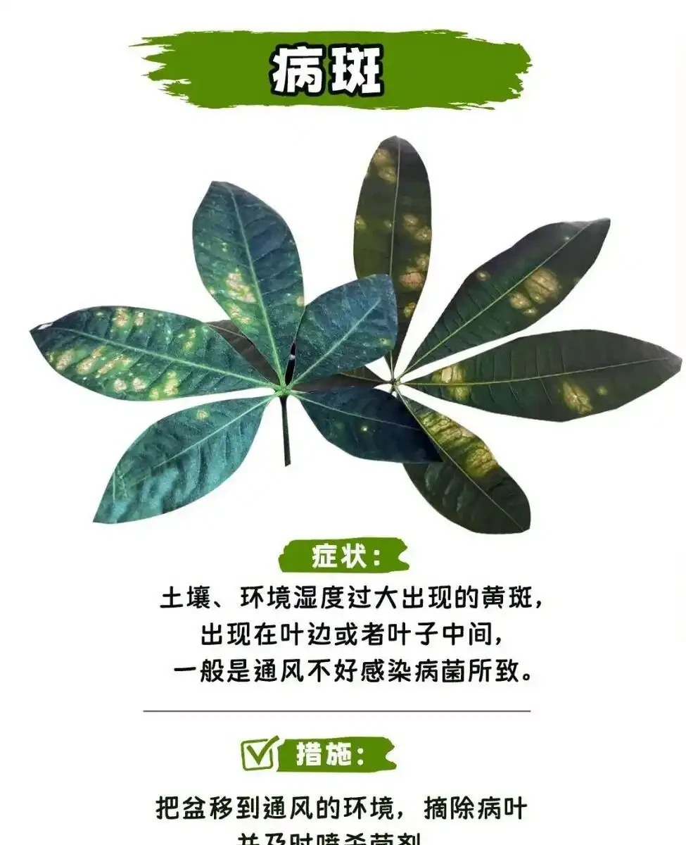 發財樹怎麼養?教大家怎麼養出滿盆發財樹!附:病蟲害檢查圖