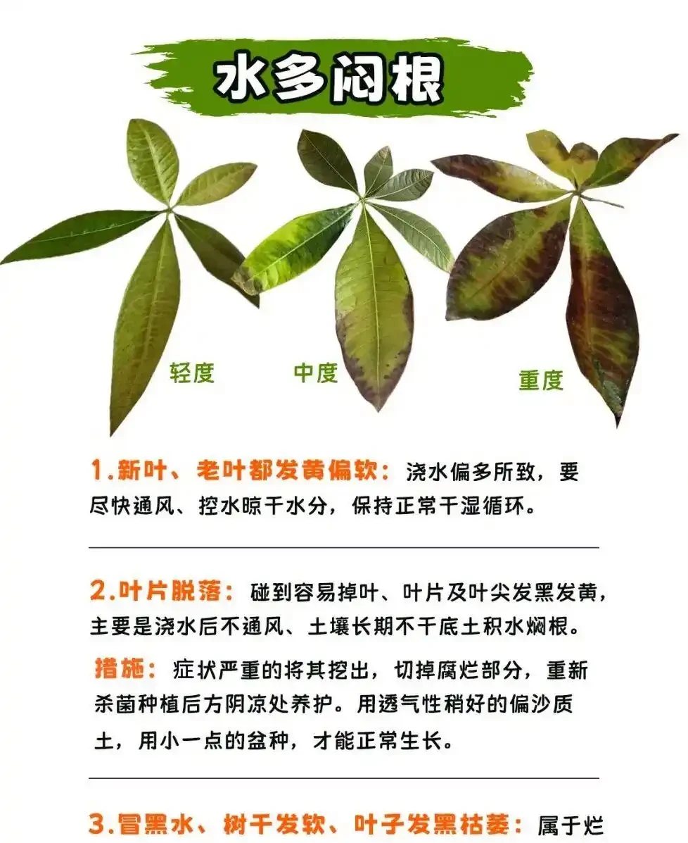 發財樹怎麼養?教大家怎麼養出滿盆發財樹!附:病蟲害檢查圖