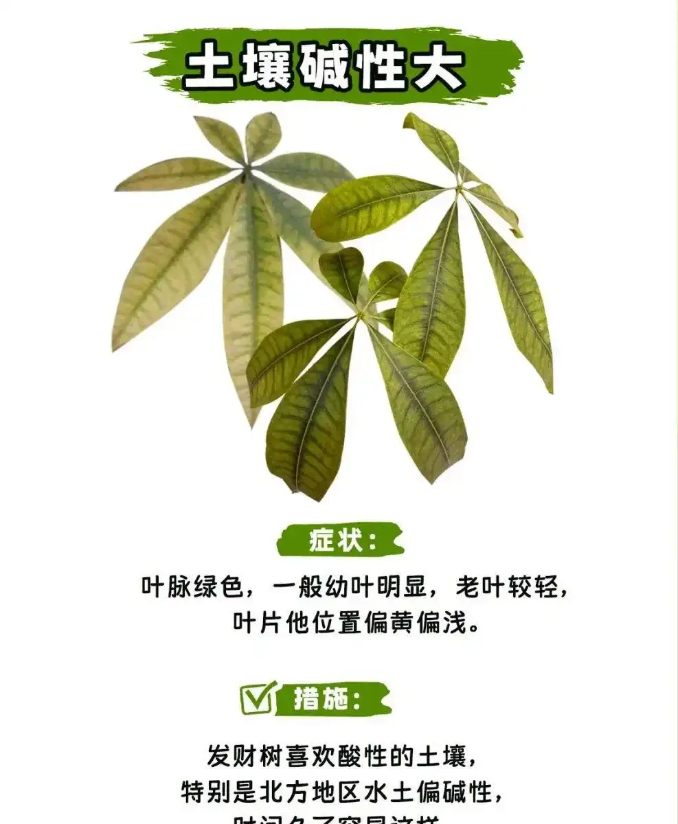 發財樹怎麼養?教大家怎麼養出滿盆發財樹!附:病蟲害檢查圖