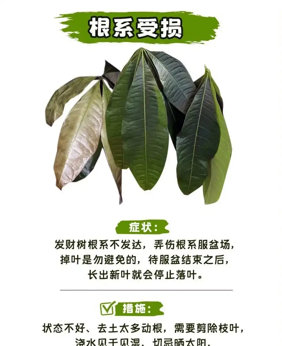 發財樹怎麼養?教大家怎麼養出滿盆發財樹!附:病蟲害檢查圖