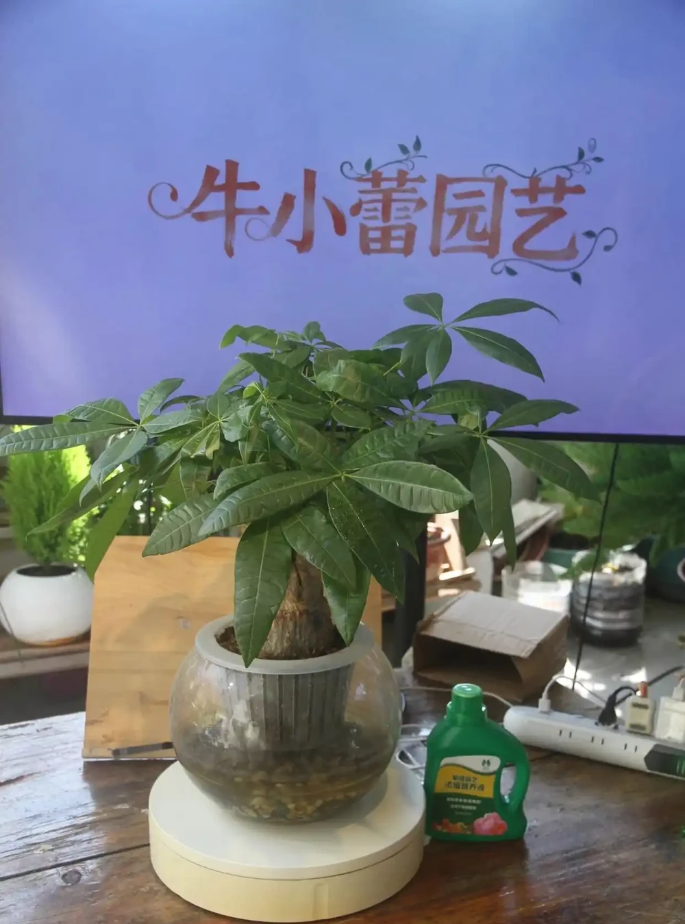 發財樹怎麼養?教大家怎麼養出滿盆發財樹!附:病蟲害檢查圖